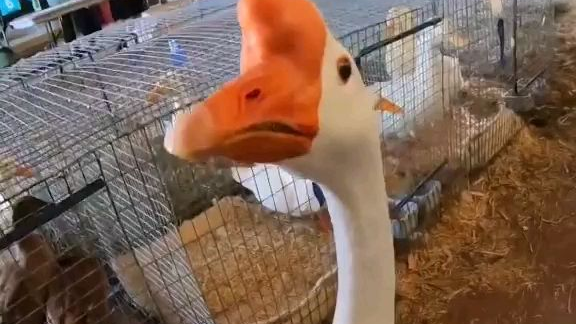 完美宠物